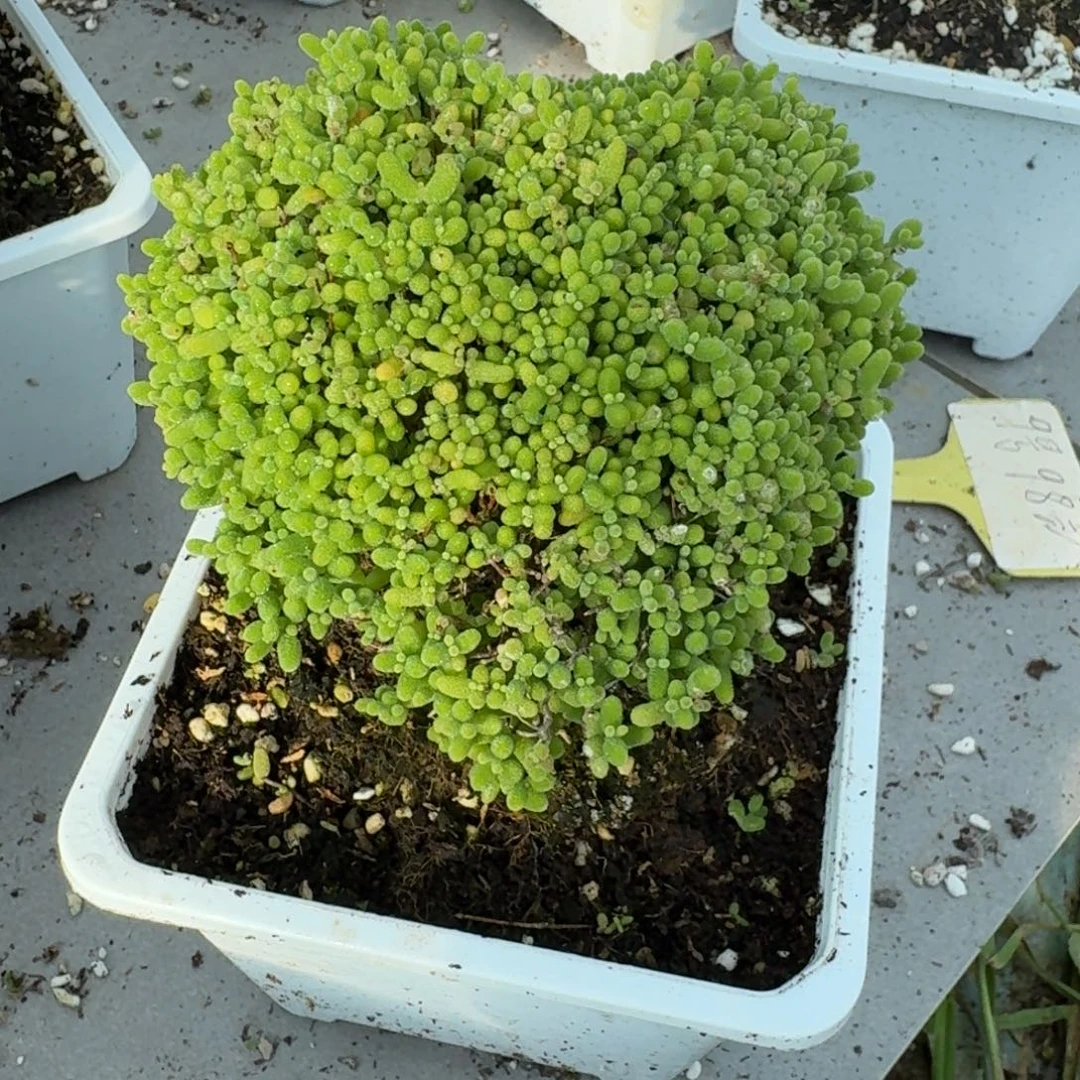 没***哥爱心蜜橘带盆带土发