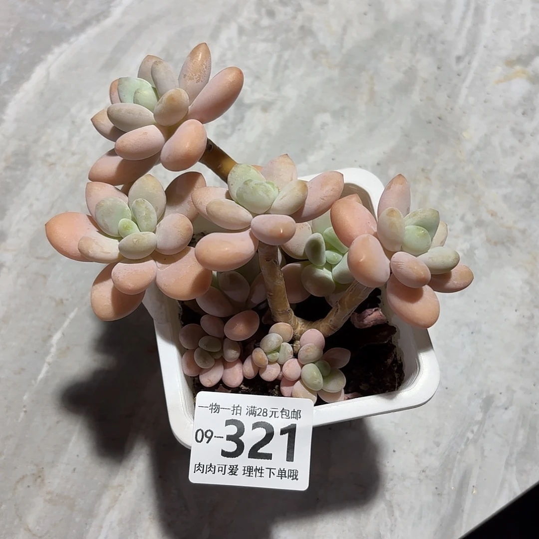 珍妮手指无盆土发货无盆土发货无