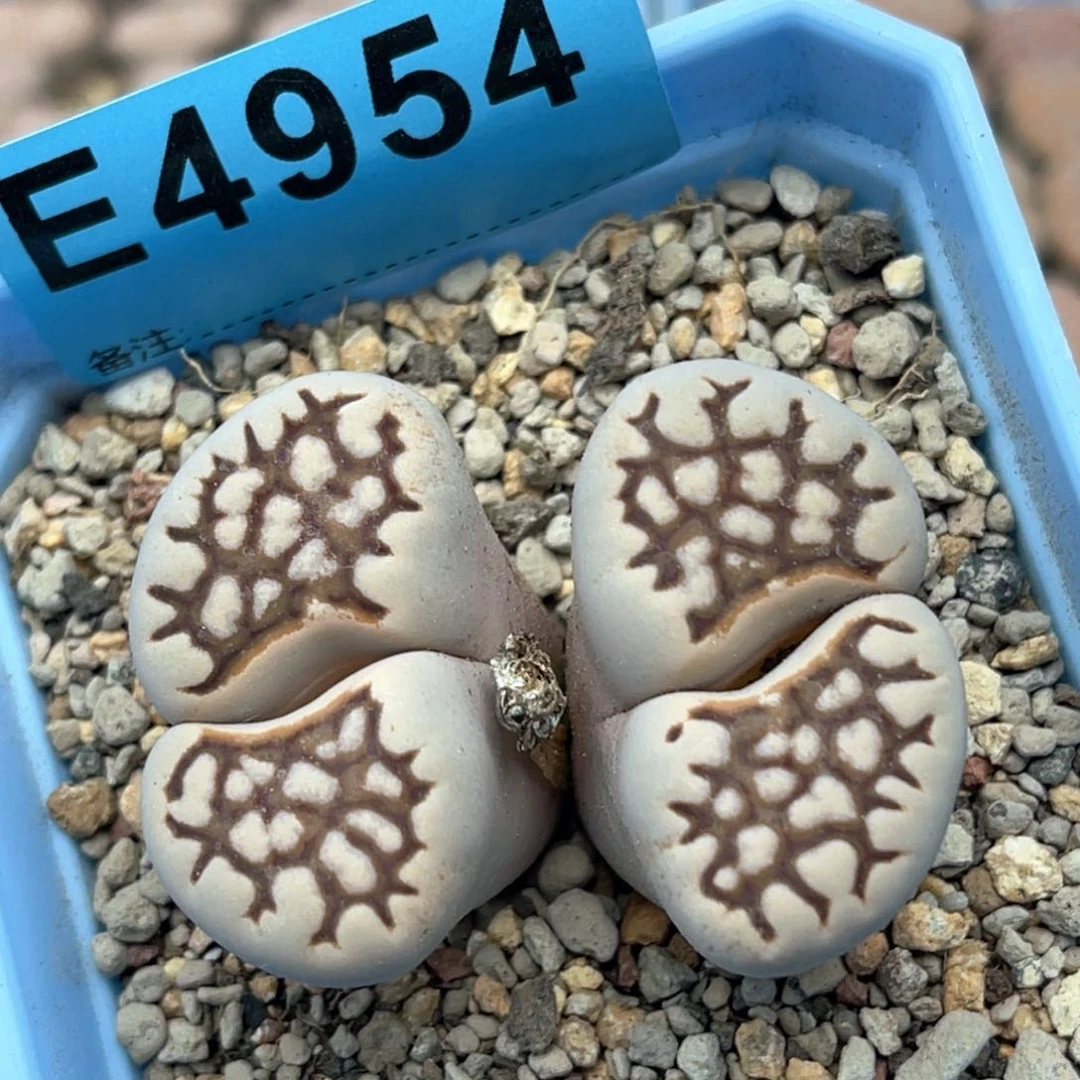 4954双头网纹一颗