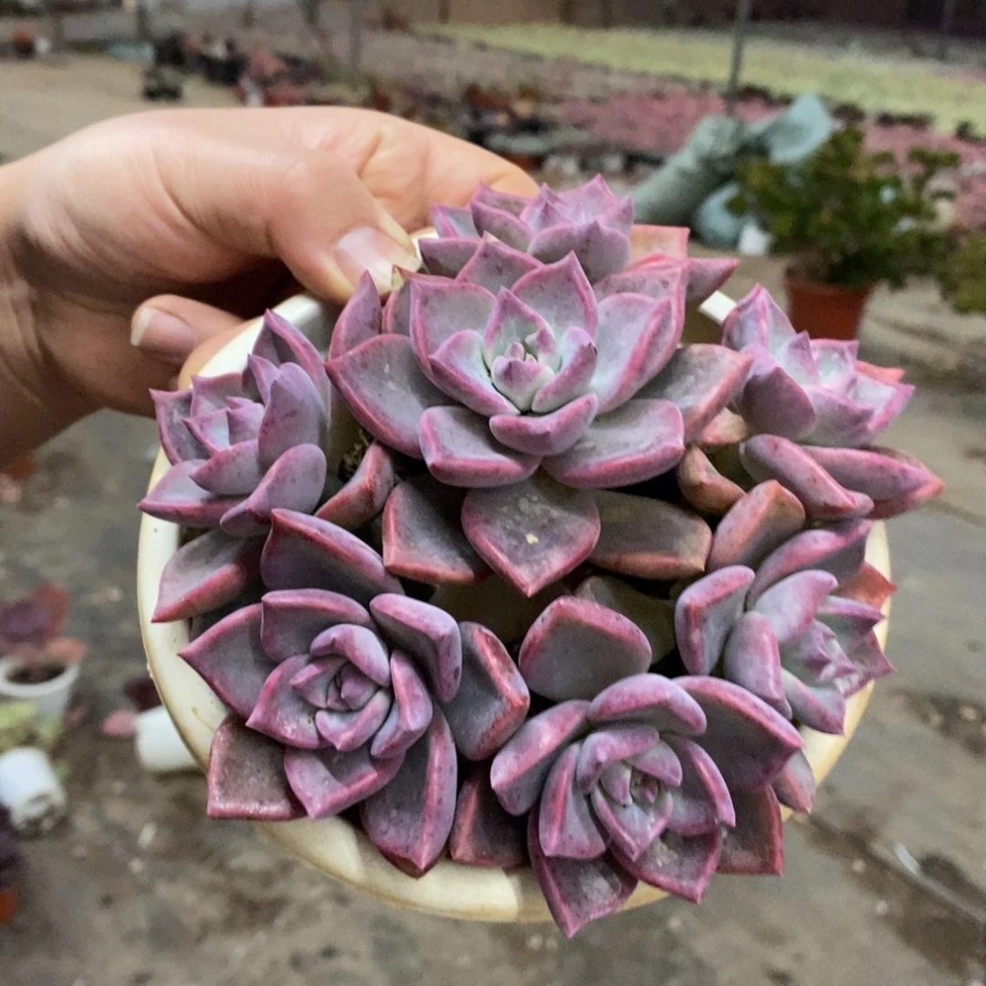 冰月六头起发整桩带盆土