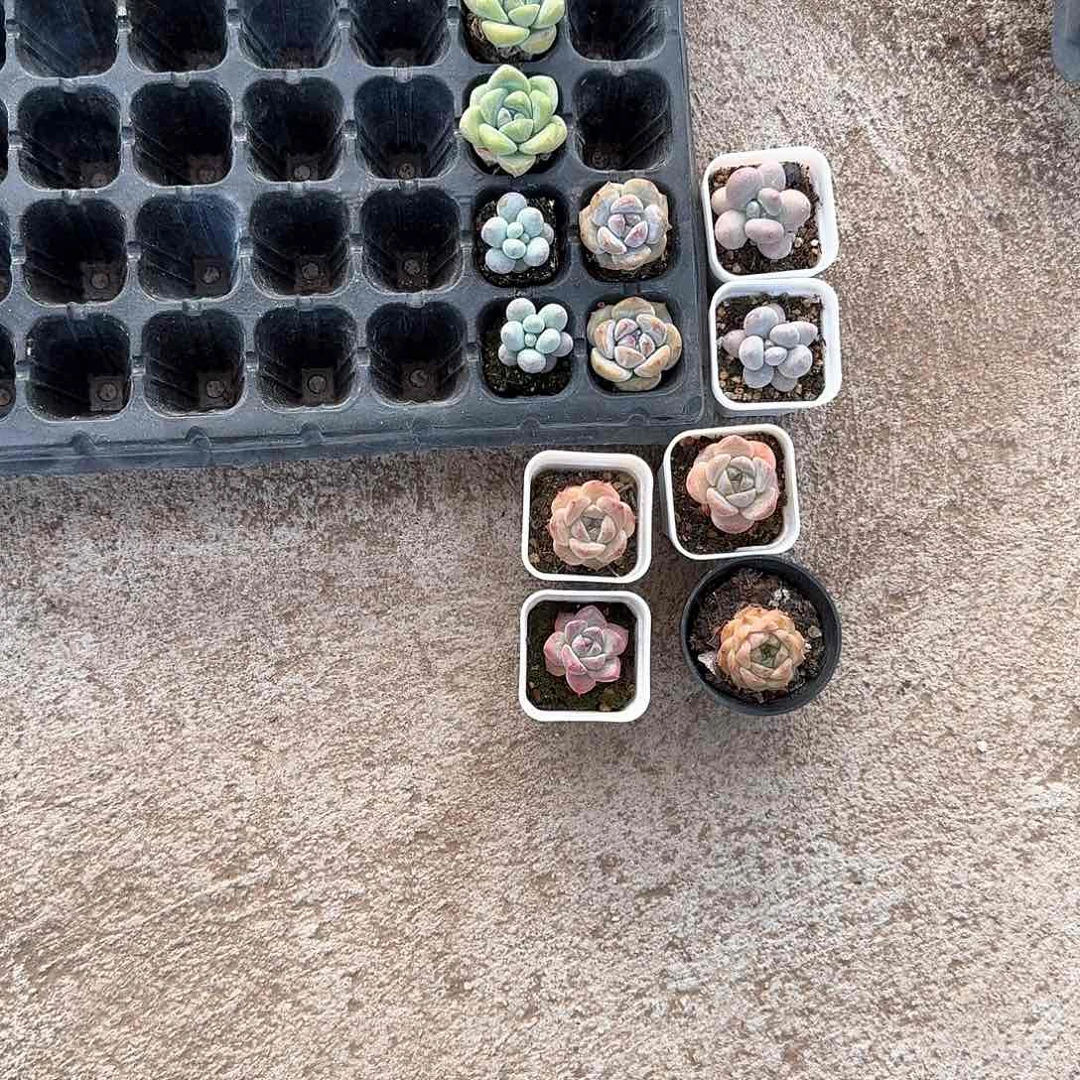 糖果儿一物一拍专拍