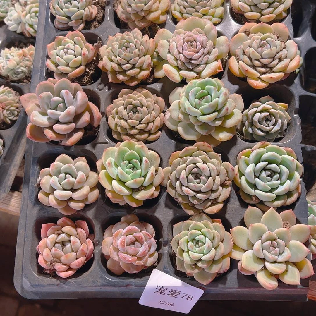 直播福利一物一拍78