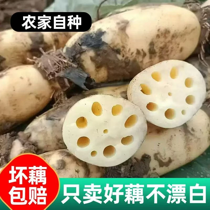 无品牌莲藕约500g藕同城配送