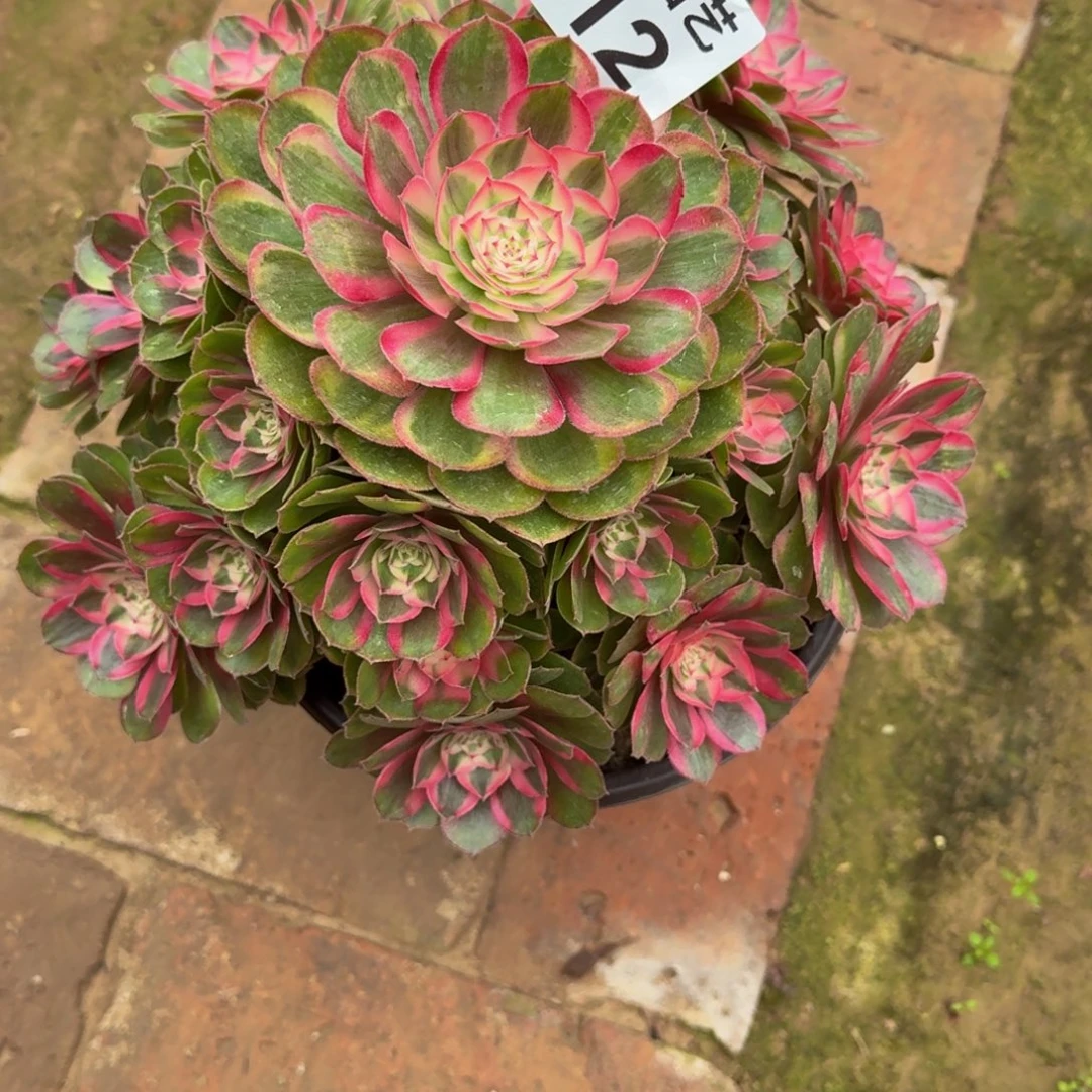 象***车倾城变异老桩412肉肉肉