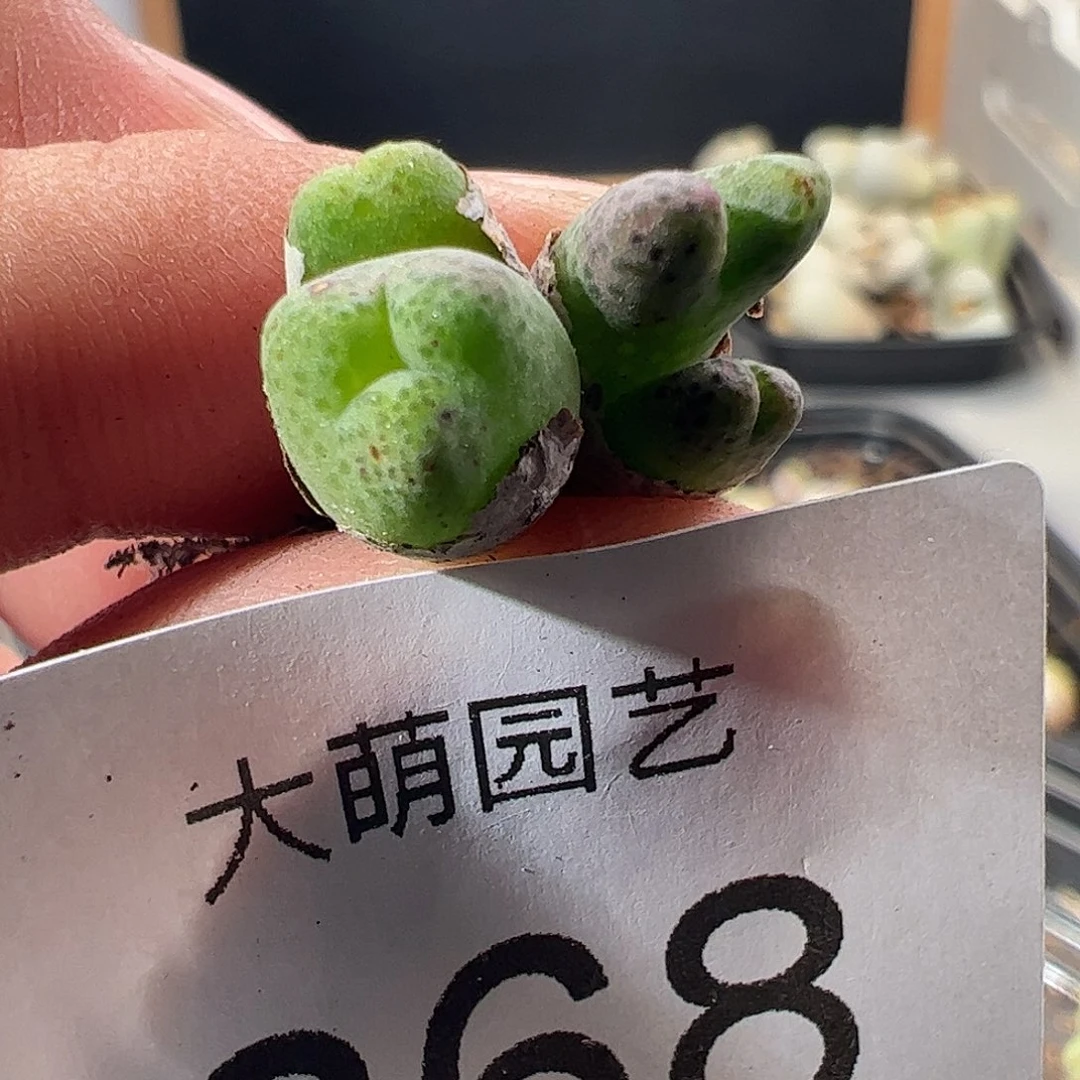 一物一拍。         868