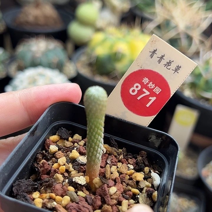 实生精巧丸一棵仙人球