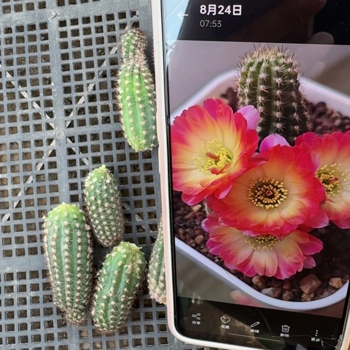 230虫咬白檀t279一个无根侧牙伤，20包邮