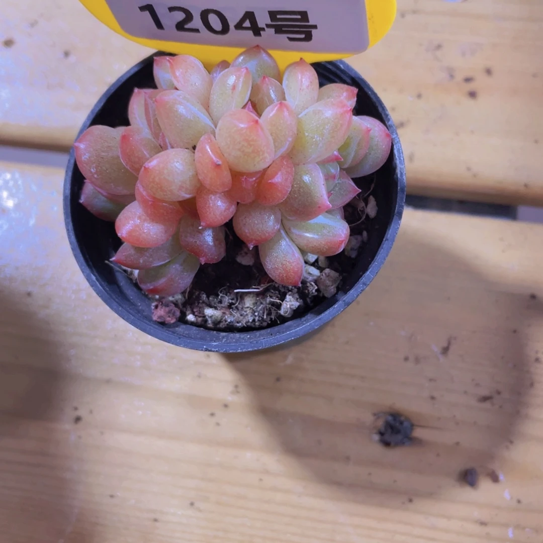 1204号 海洋之心朵朵缀