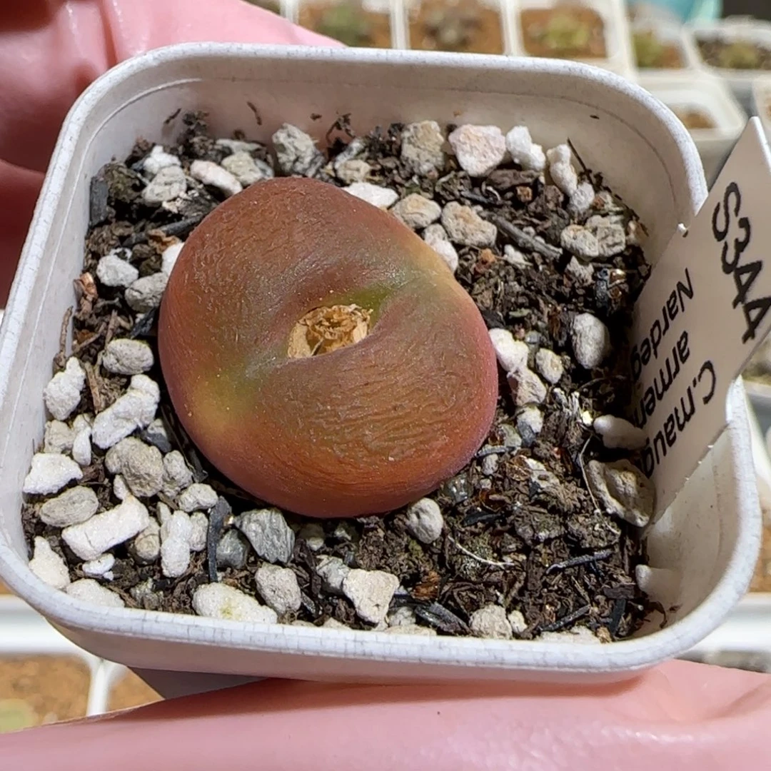 肉锥多肉植物组合-水蜜桃662