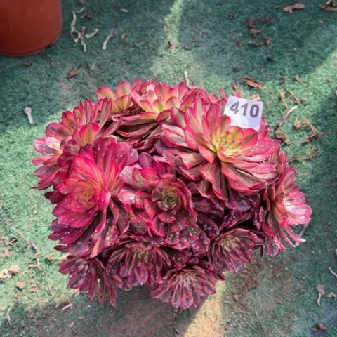 410月蝉朵朵多肉，