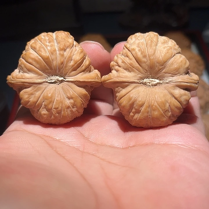 木44精品矮壮南瓜敦。