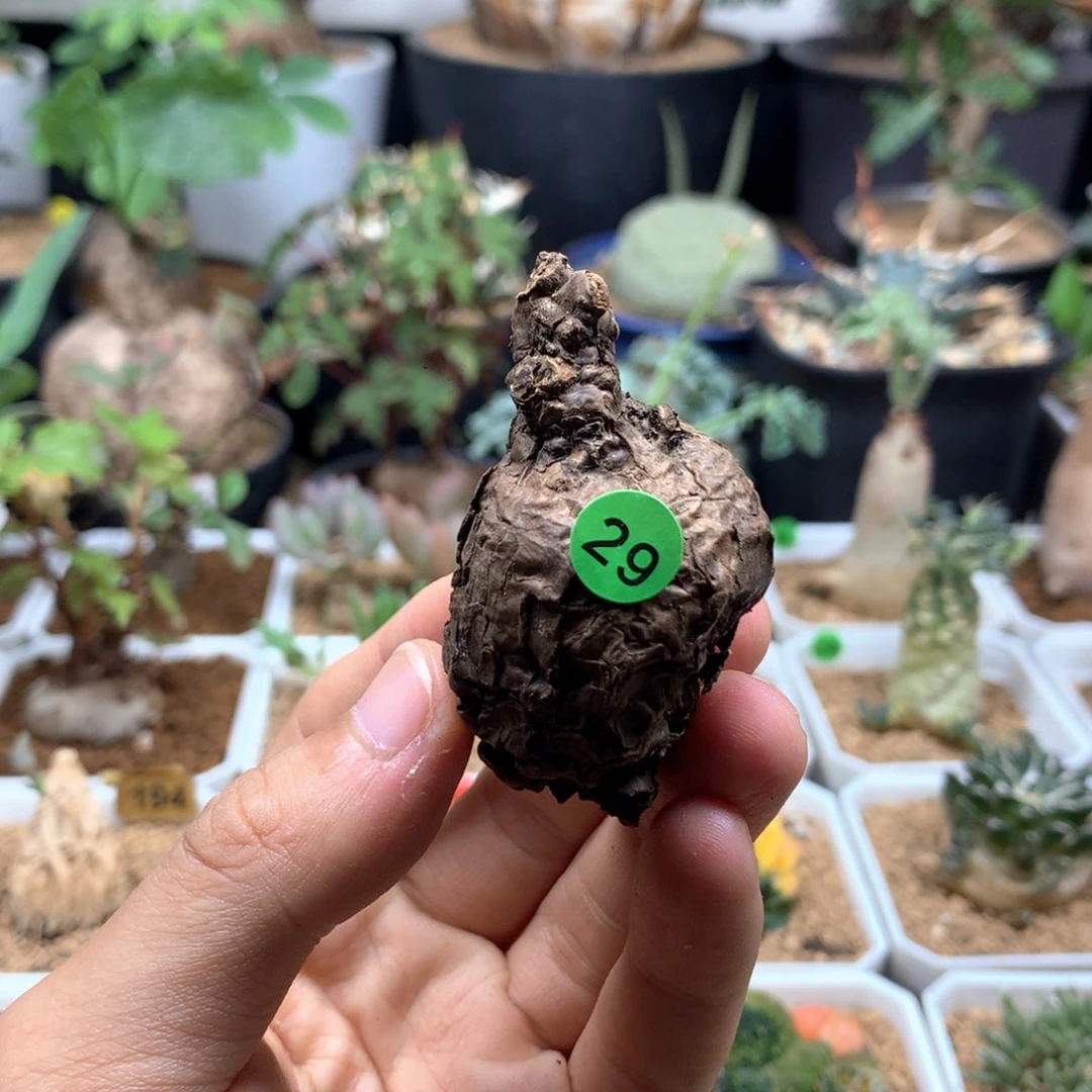 一叶龟诺瓦龟生桩