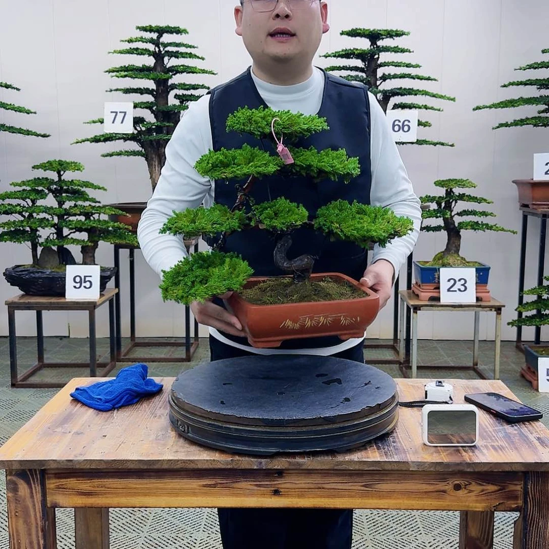 盆景柏树造型盆景