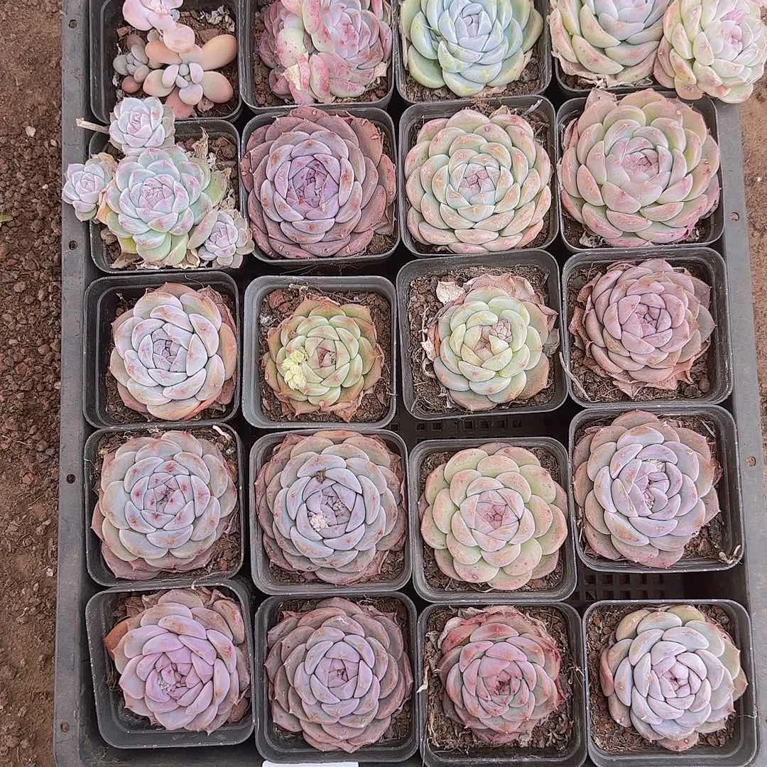 直播一物一拍多肉01