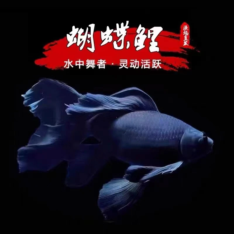 正宗台湾五代肚包金墨蝶黑色蝴蝶鲤鱼顺丰包邮