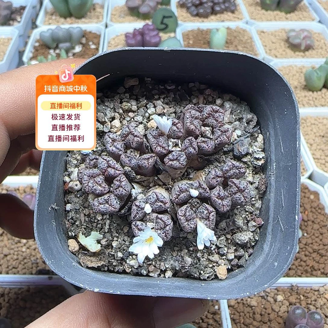 花****哈哈哈哈哈哈哈53500