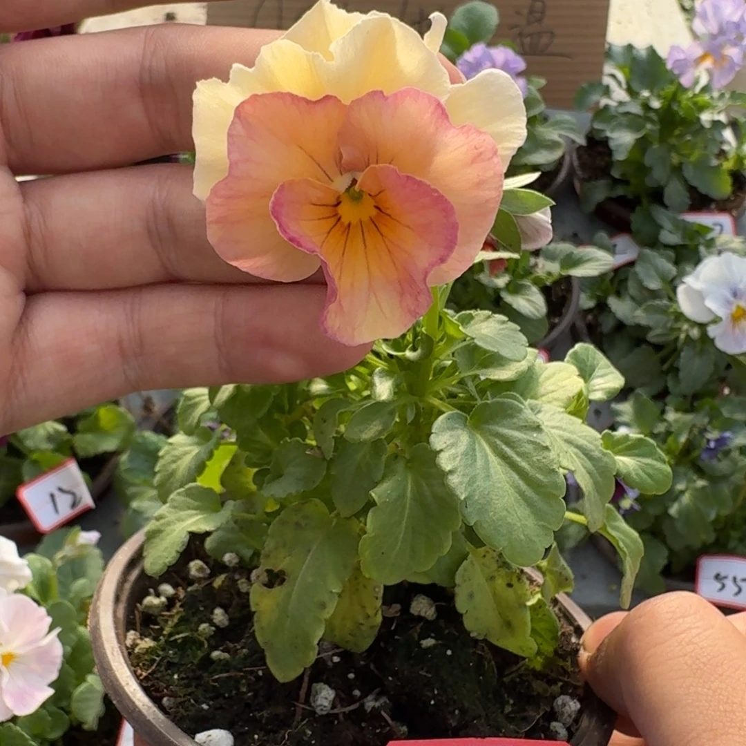 大部分花苞少量开放86