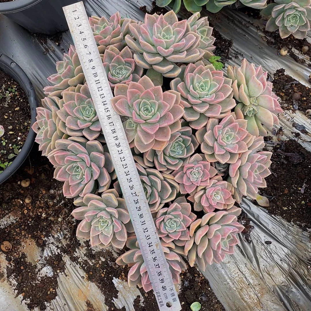 哈利沃森68多肉老桩