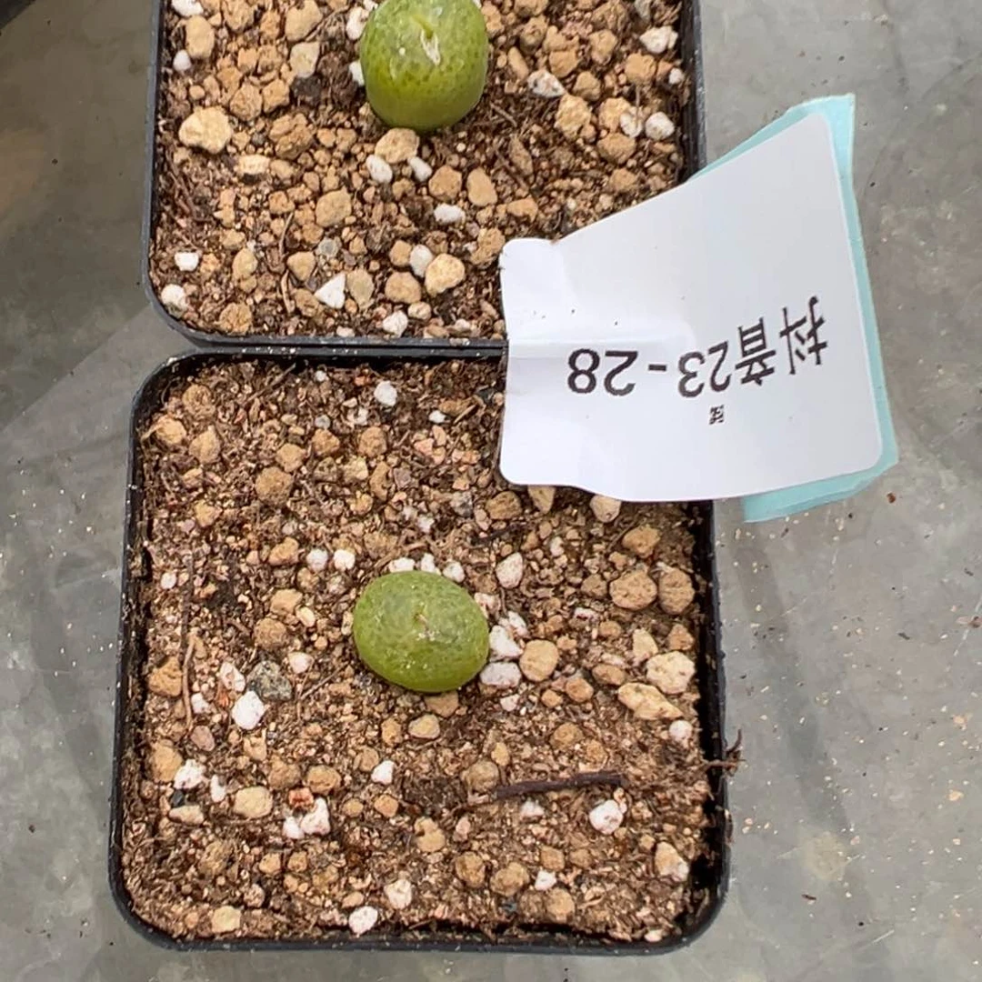 十**i23-28河马肉锥多肉植物，