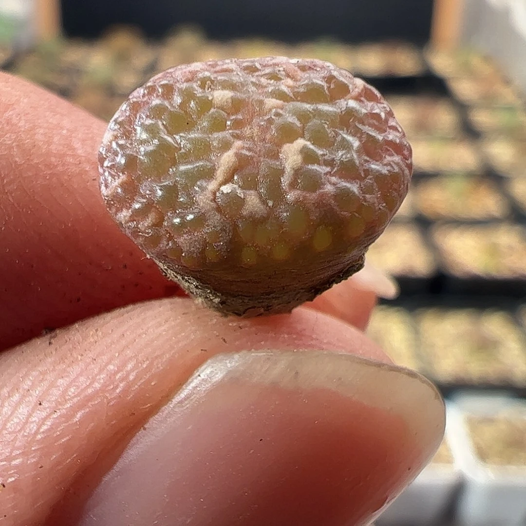 一物一拍脱土发。 478