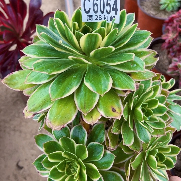 绿玫瑰多肉植物法师6054