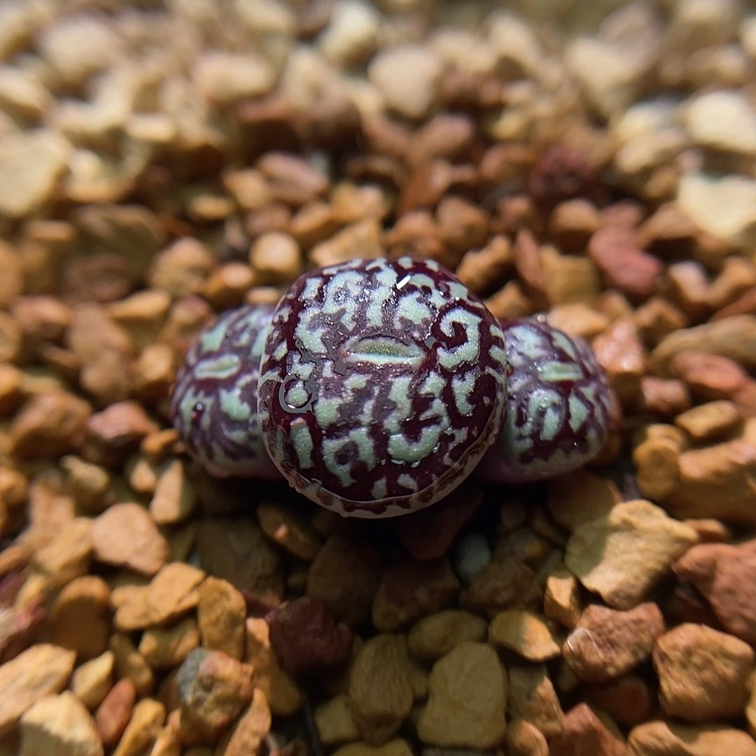 714墨一颗三头包邮