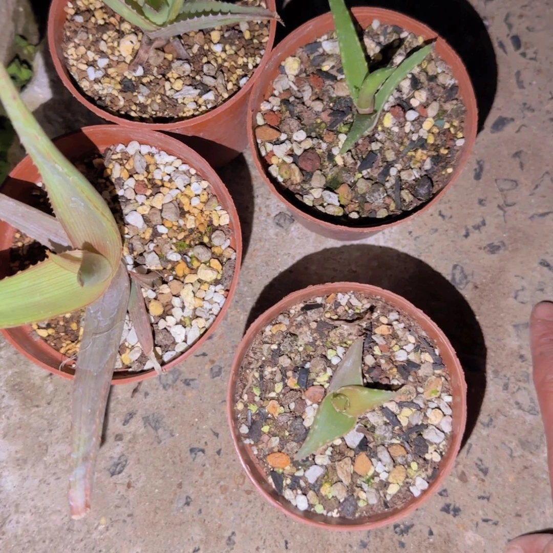 梵*＆块根植物块根植物