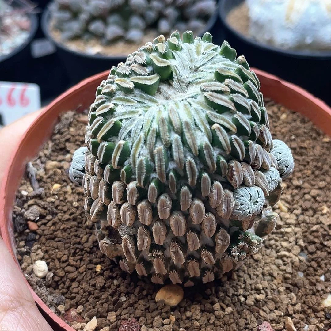 精巧丸仙人球群生 特价
