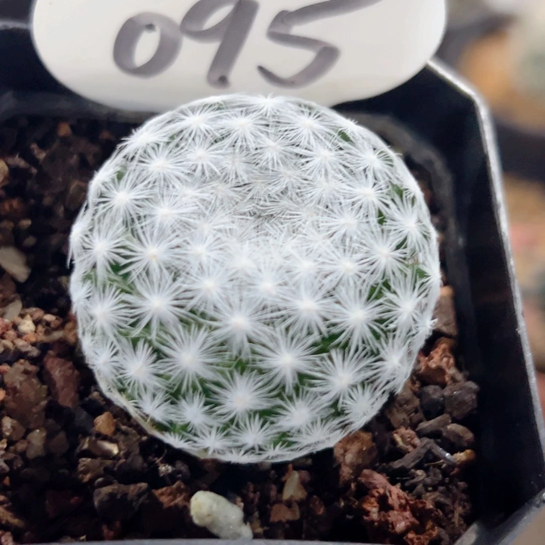 姬春星实生仙人球