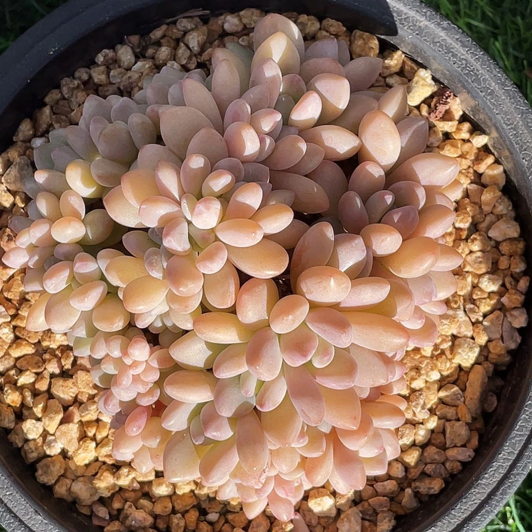 整桩无砍木糖醇缀化一颗