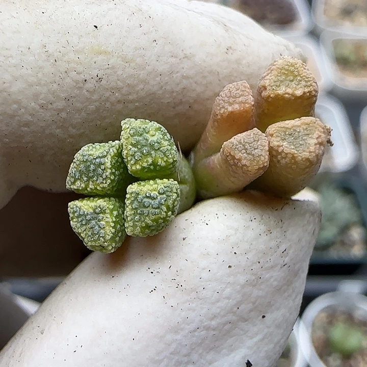 631火柴福利福利福利