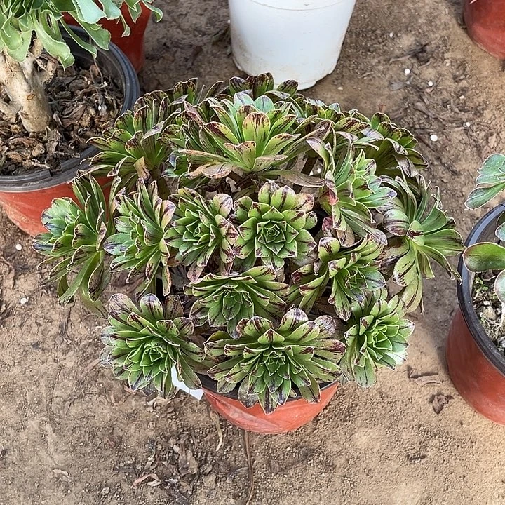 碧虎玫瑰玫瑰玫瑰玫瑰