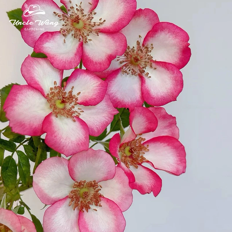 种花王大爷p9玫瑰月季花卉植物庭院地栽花园阳台新手