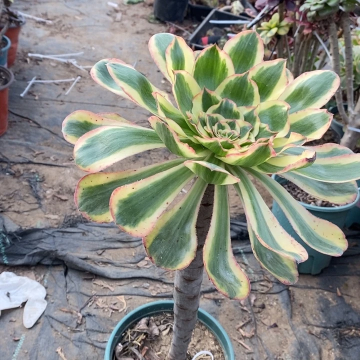 燕姿锦多肉植物6。