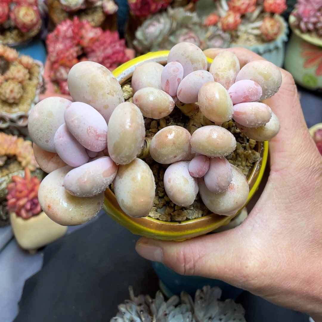 奶酪短胖群生老桩