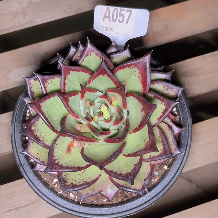 麻**啵乌木一物一拍A057