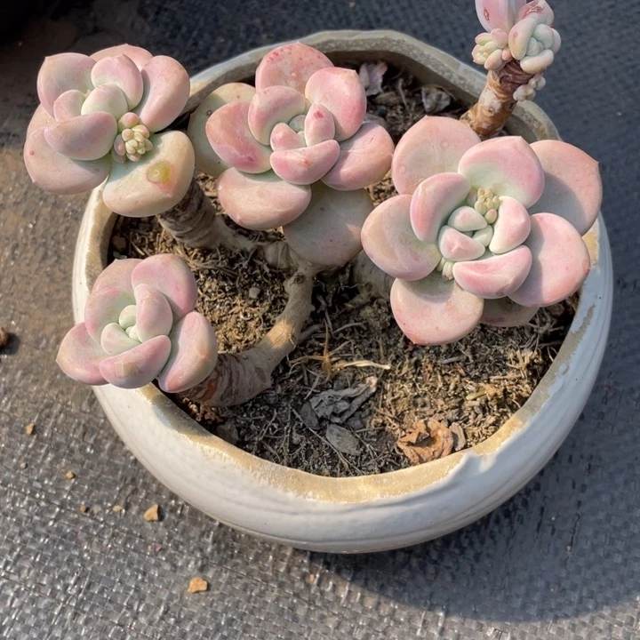 小**.一物一拍一物一拍