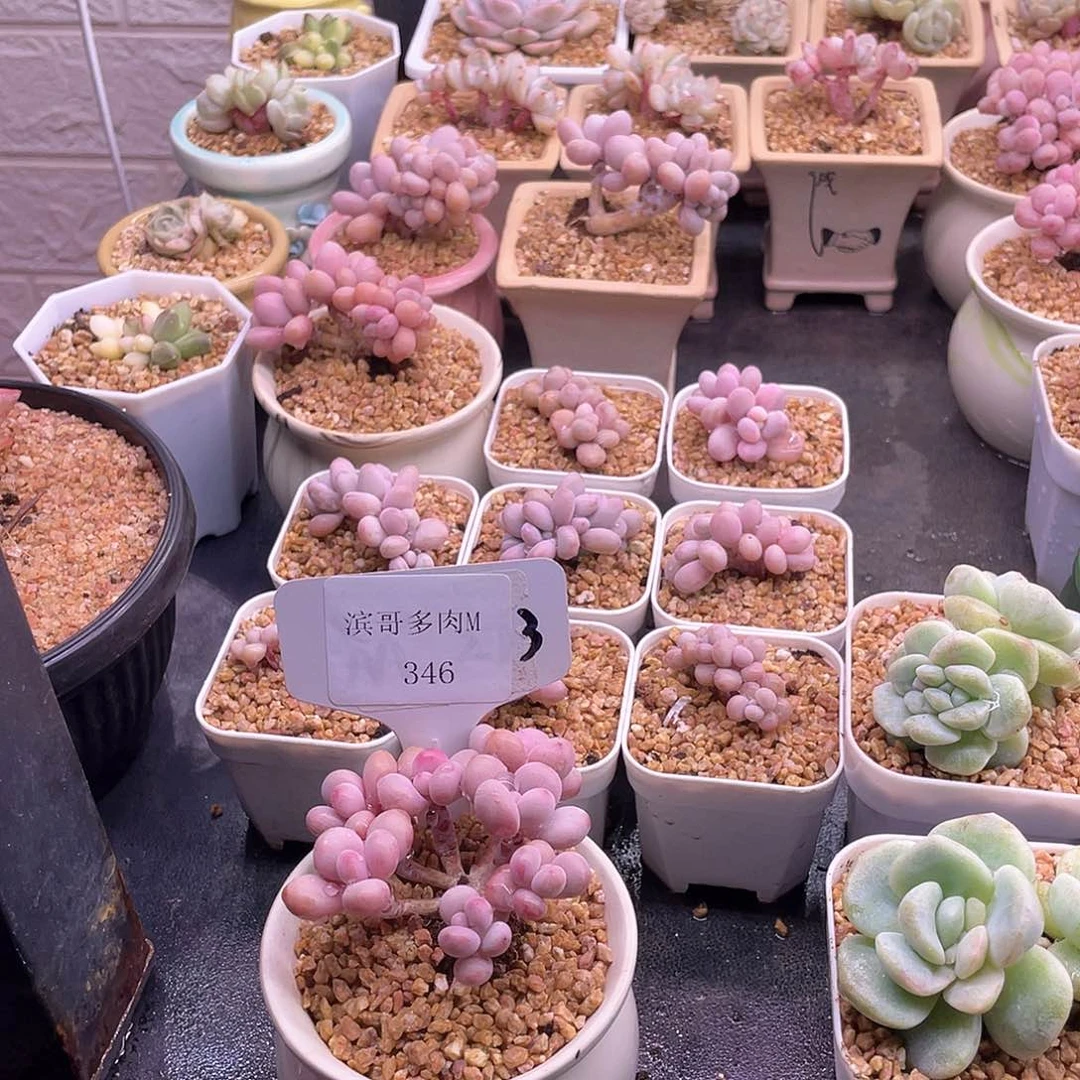 0**?滨哥多肉M346桃蛋老桩