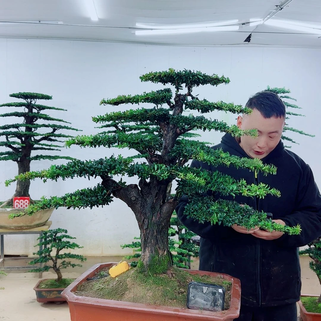 H***w完全开放盆景园林……