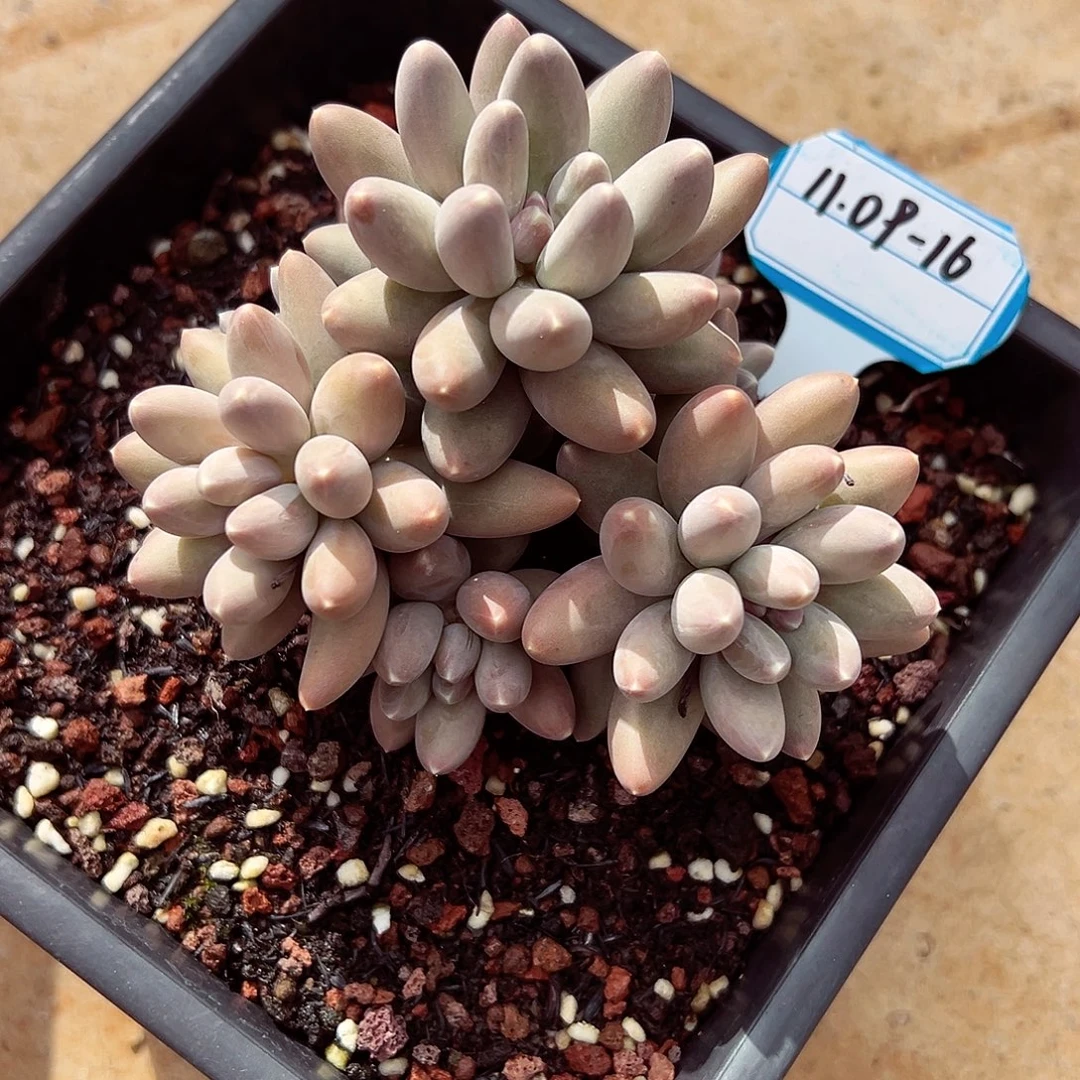 A***a1109-16宠粉福利。