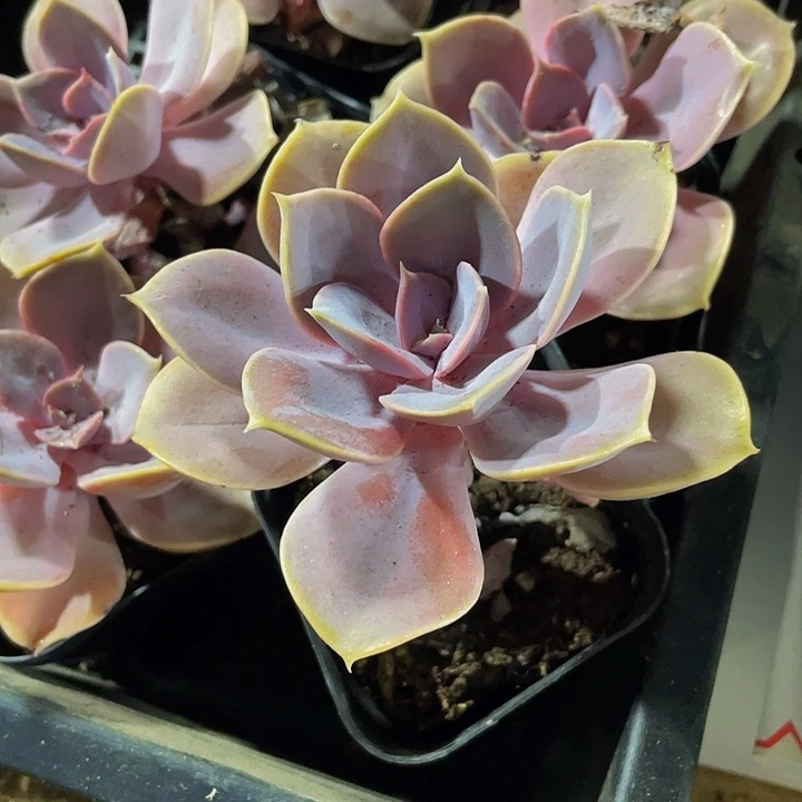 单头紫珍珠带盆土发