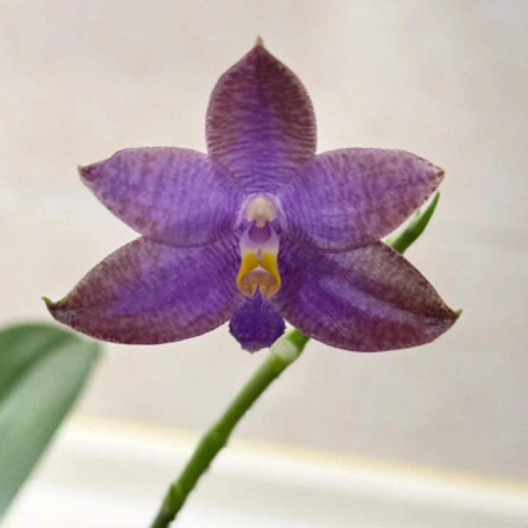 2.5杯 酥维仁 狗交路德 （花剑）