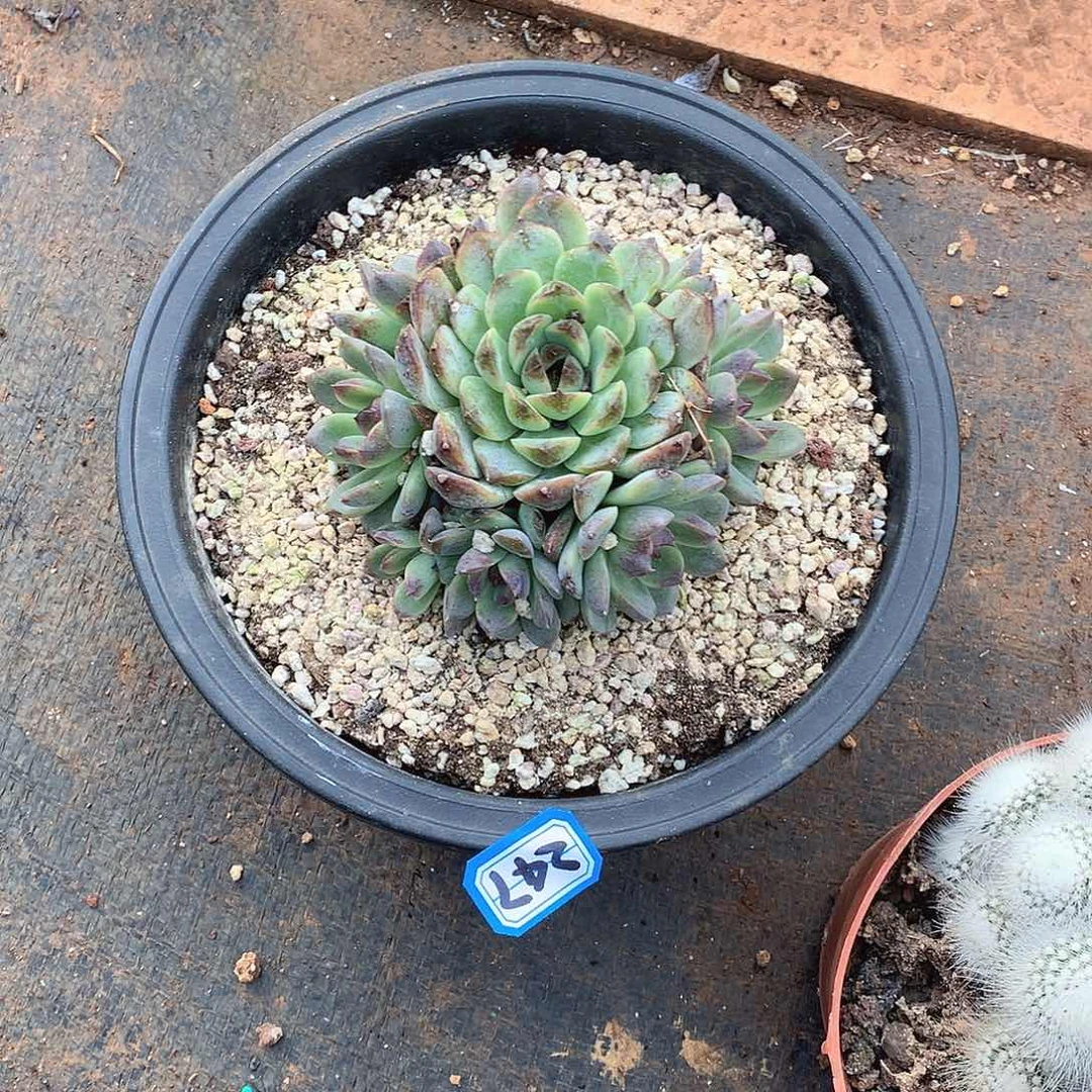 247水晶 一物一拍多肉