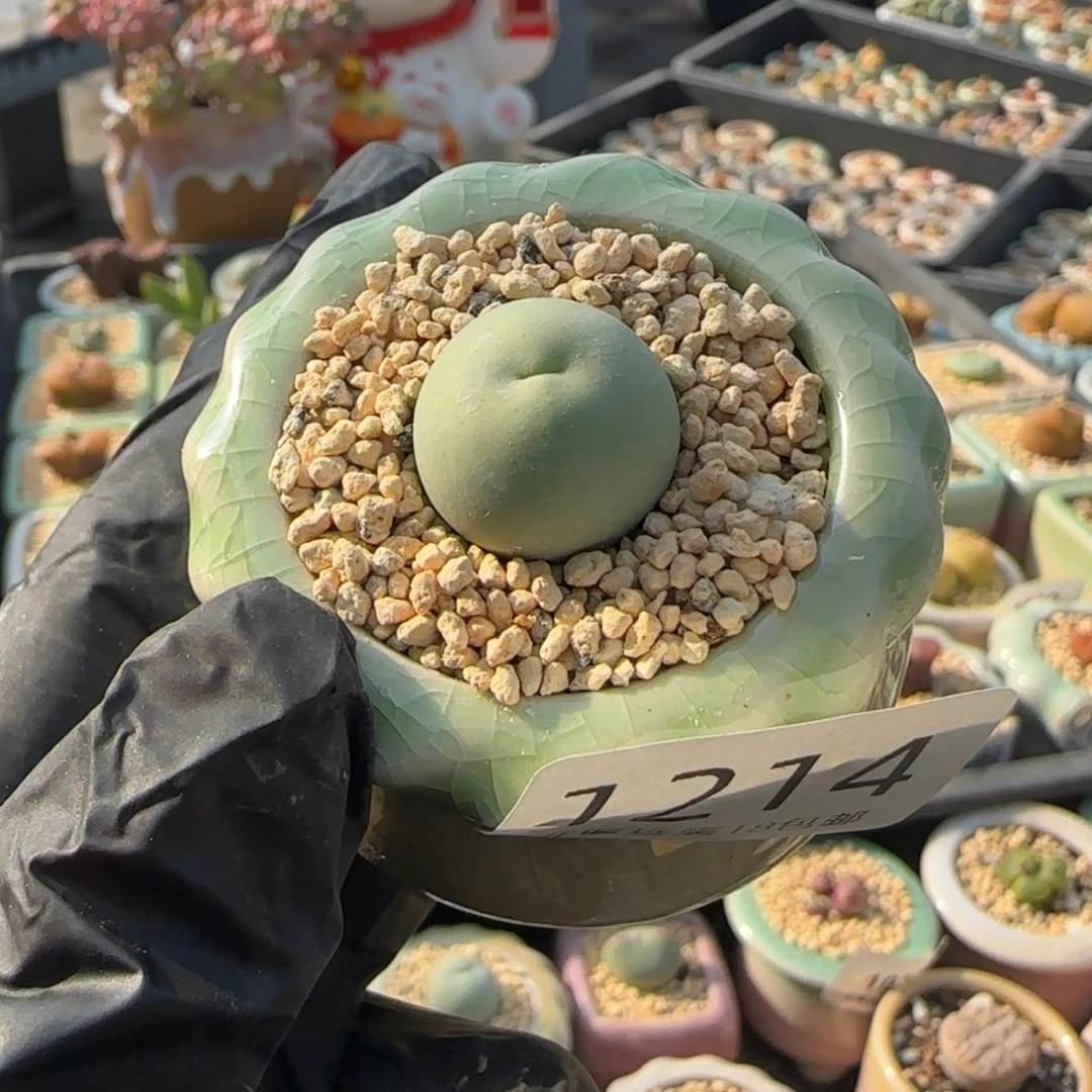 1214-一物一拍 带盆