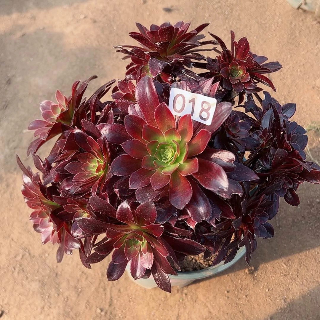 紫砂茶宠金丝缕老桩018