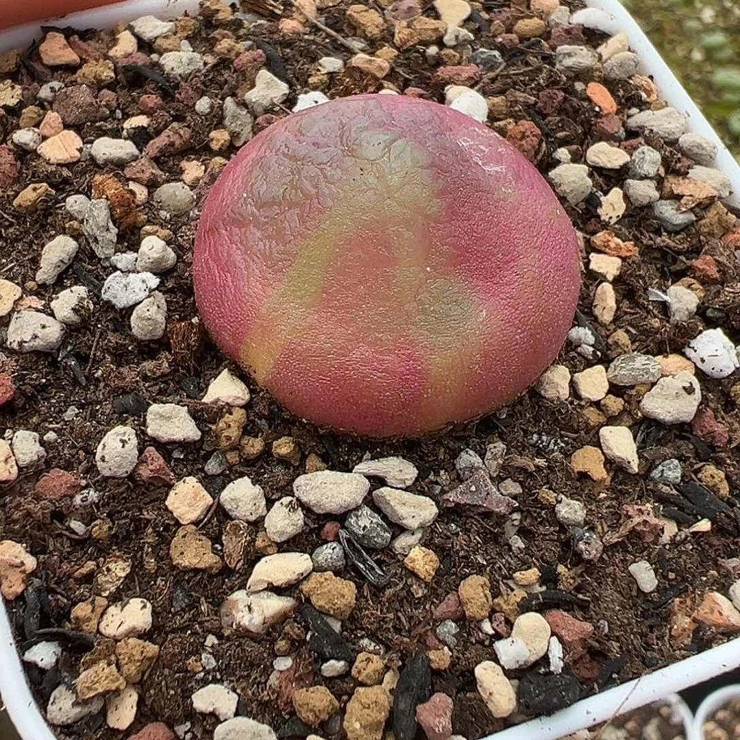 紫**夏多肉肉锥 灯泡