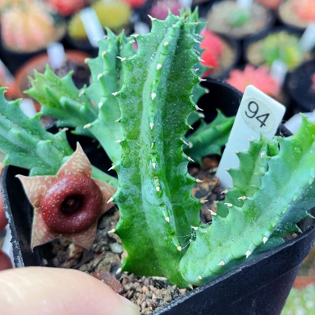 非偏远地区满25包邮仙人球裸根