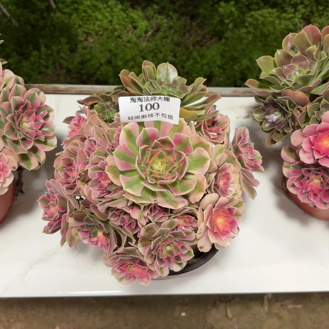 100粉女巫阴阳多肉植物法师