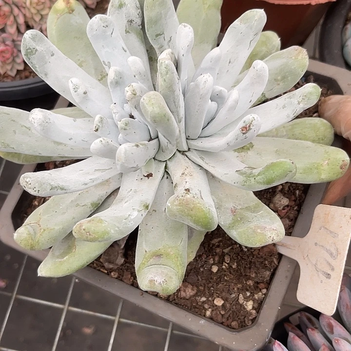 两单包邮，一物一拍194拇指