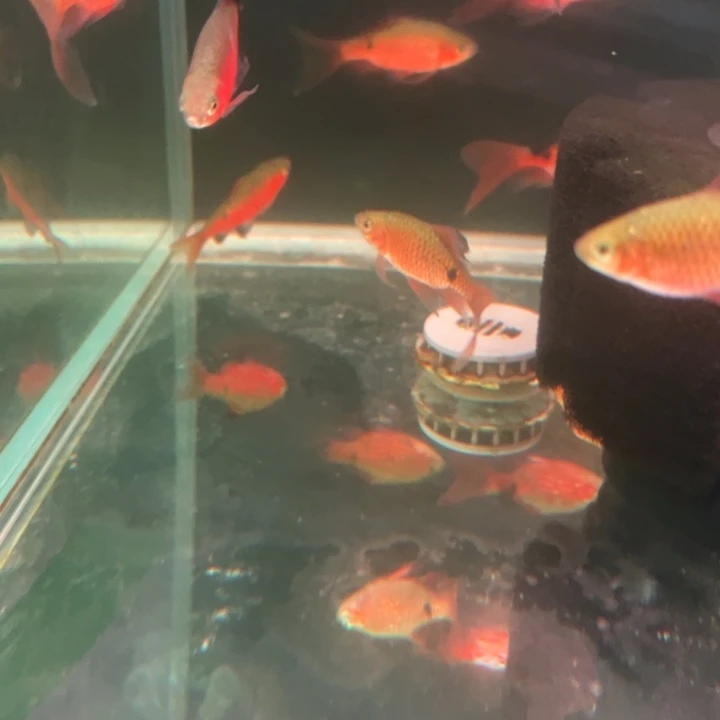 短鲷鱼大帆玫瑰几种公3